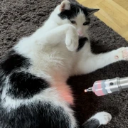 Premium Upgrade BIAS ®  Chromotherapeut/in 2026