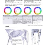 Farblichttherapie für Pferde